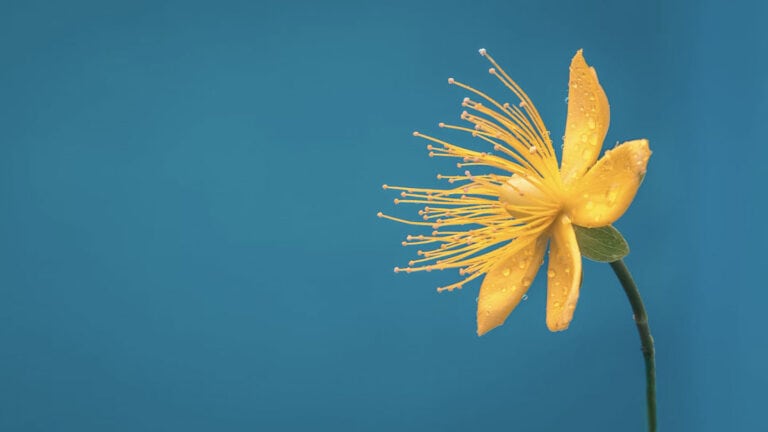 Macro Flower Photography: 18 Ideas, Tips And Challenges