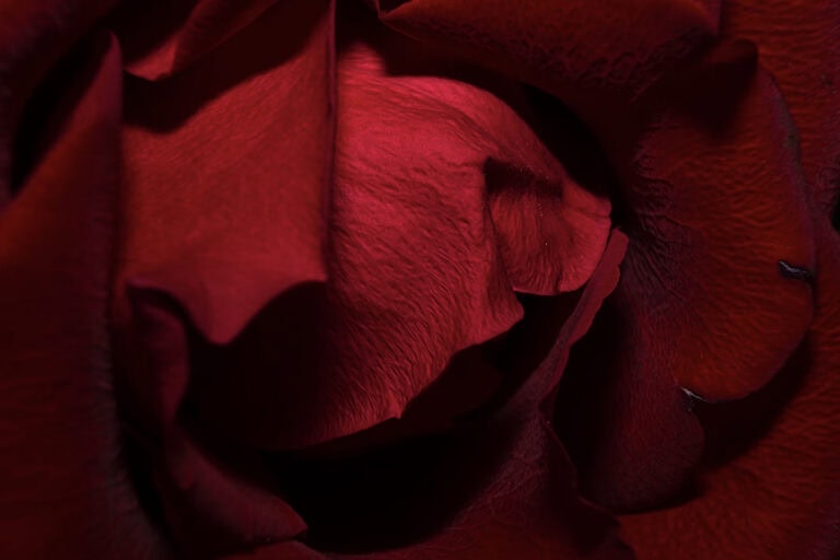 Macro Flower Photography: 18 Ideas, Tips And Challenges