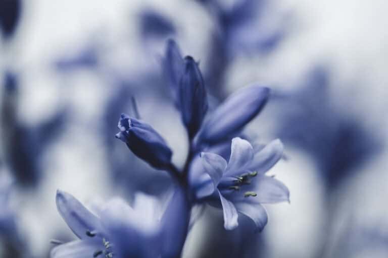 Macro Flower Photography: 18 Ideas,