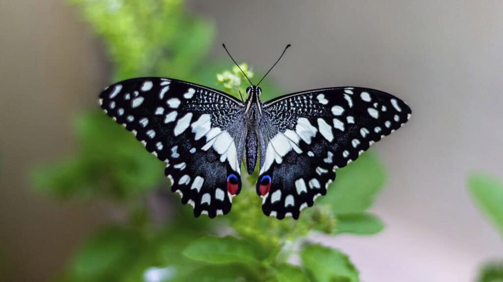 Butterfly Macro Photography Ideas, Tips and Challenges