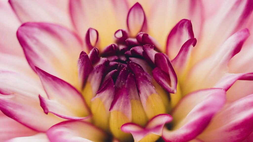 Macro Flower Photography Ideas, Tips and Challenges